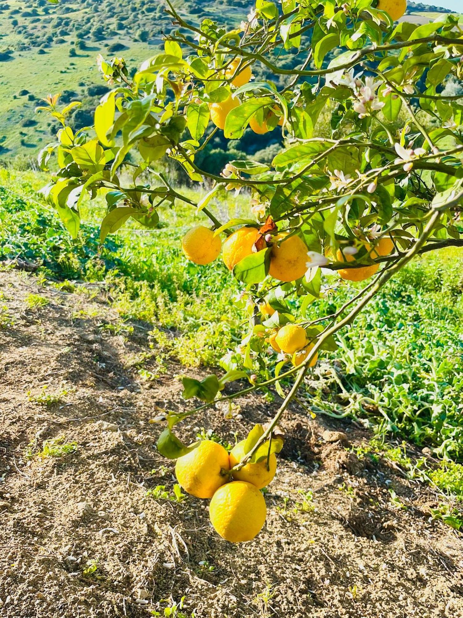 Finca La Vina Vejer de la Frontera Eksteriør bilde