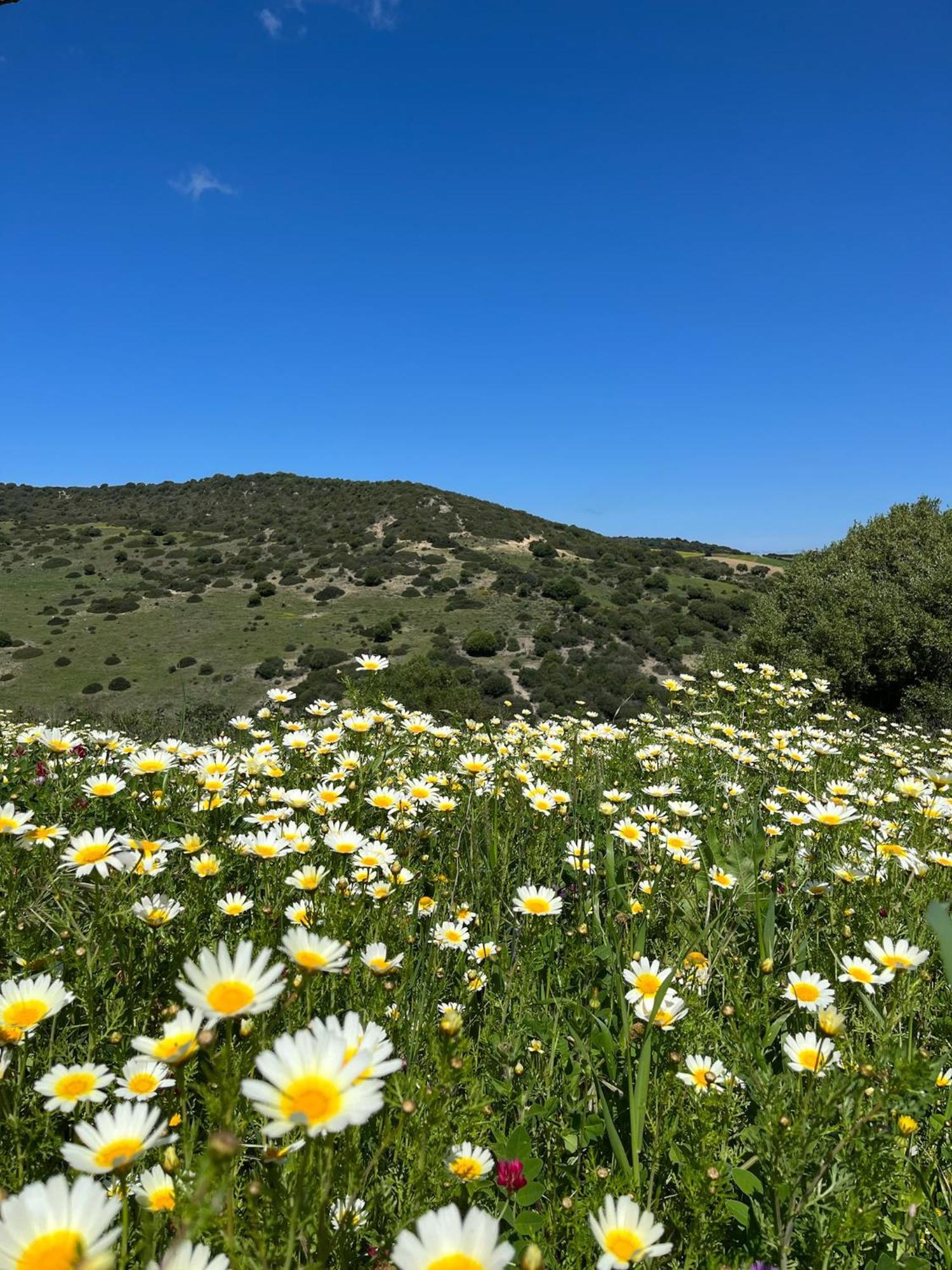Finca La Vina Vejer de la Frontera Eksteriør bilde