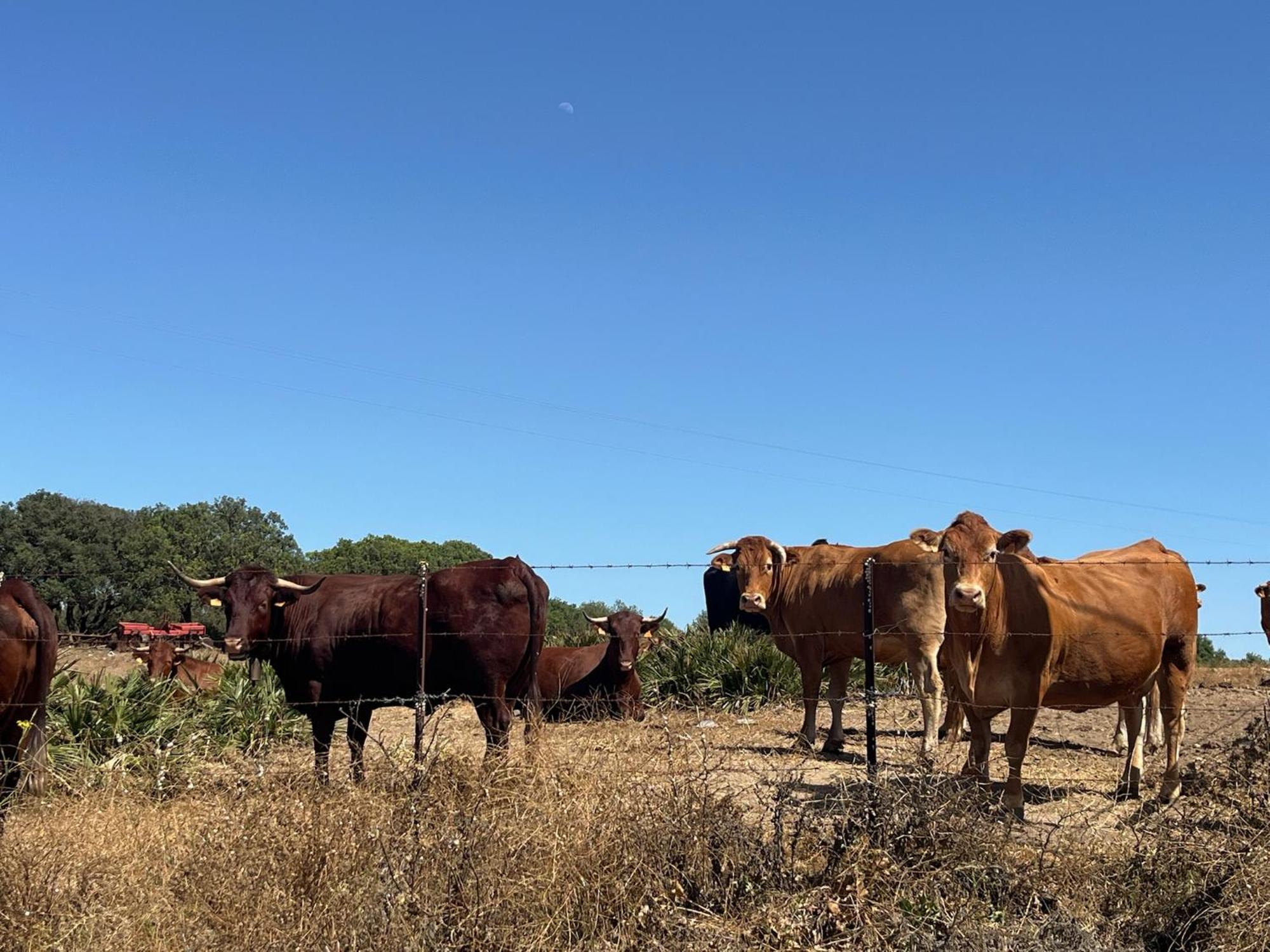 Finca La Vina Vejer de la Frontera Eksteriør bilde